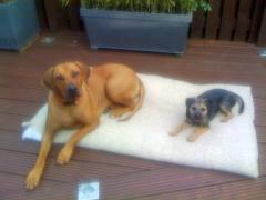 Maci and Zola